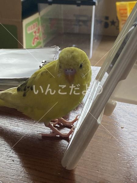 迷い鳥の写真