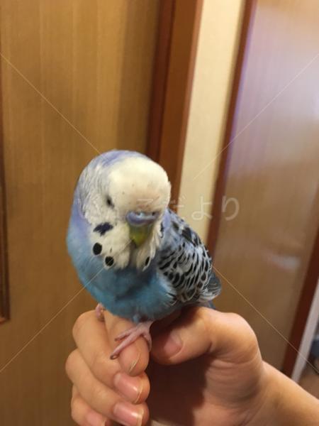 保護鳥の写真