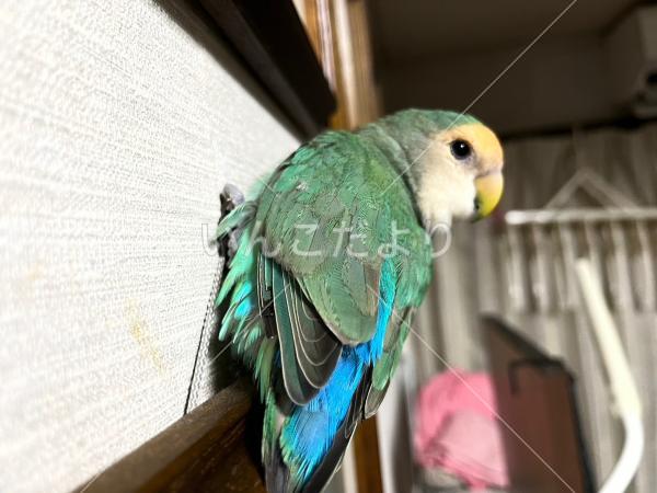 迷い鳥の写真