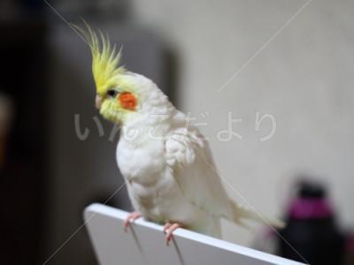 迷い鳥の写真