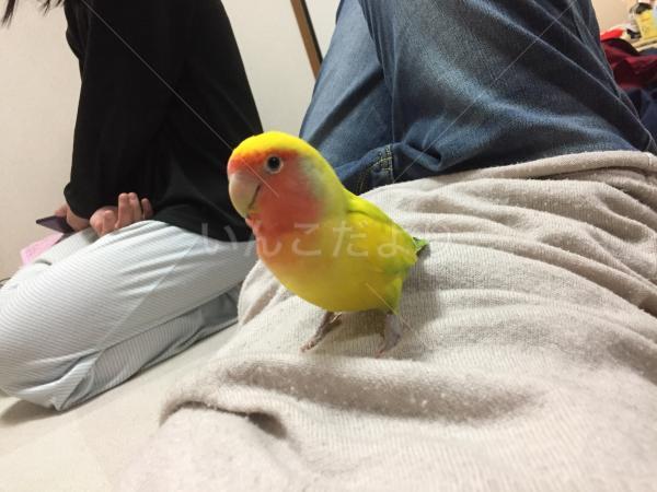 迷い鳥の写真