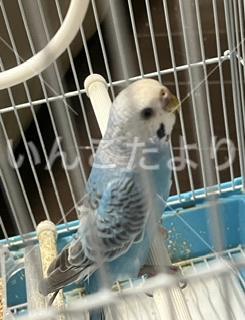 保護鳥の写真