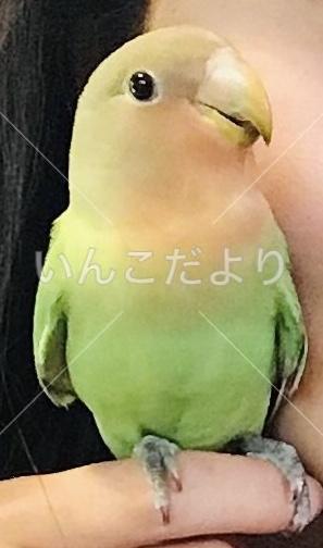 迷い鳥の写真