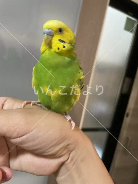 保護鳥の写真