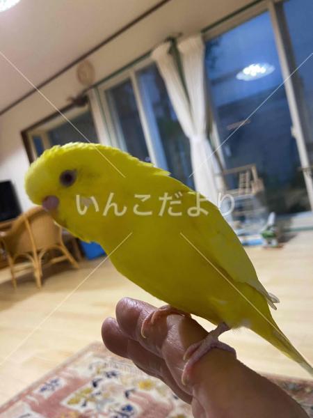 迷い鳥の写真