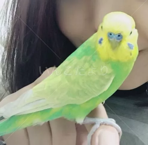 保護鳥の写真
