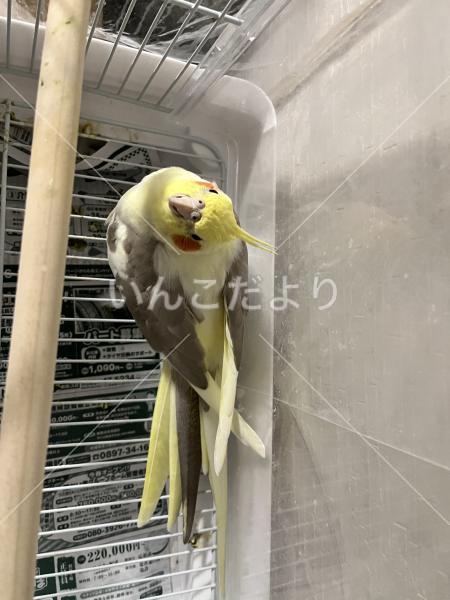 迷い鳥の写真