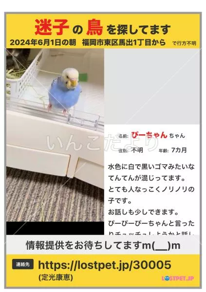 迷い鳥の写真