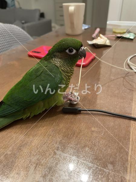 迷い鳥の写真
