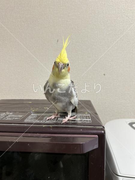 迷い鳥の写真