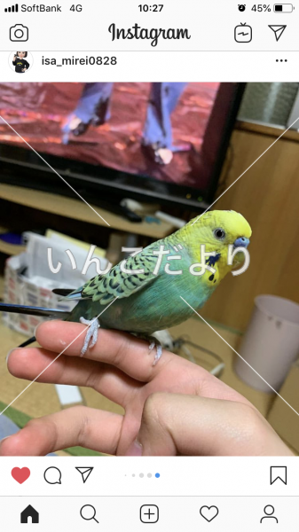 迷い鳥の写真