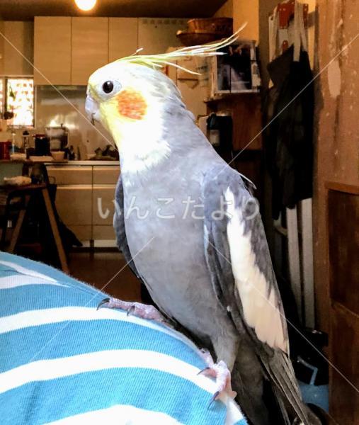 迷い鳥の写真