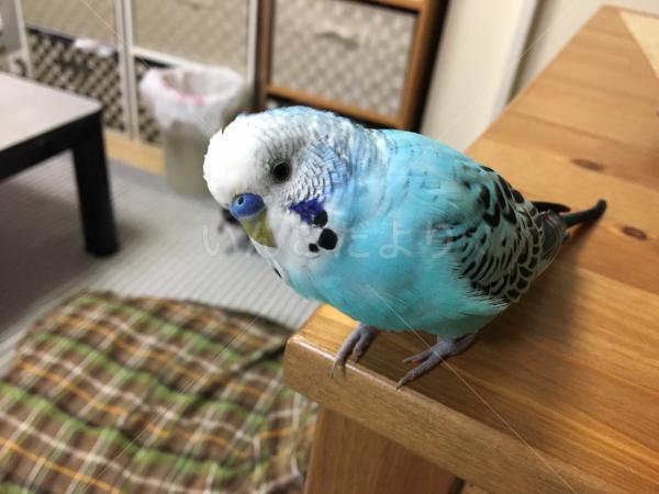 迷い鳥の写真