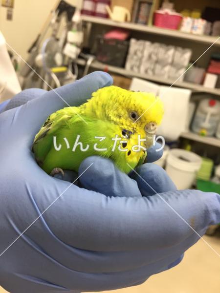 保護鳥の写真