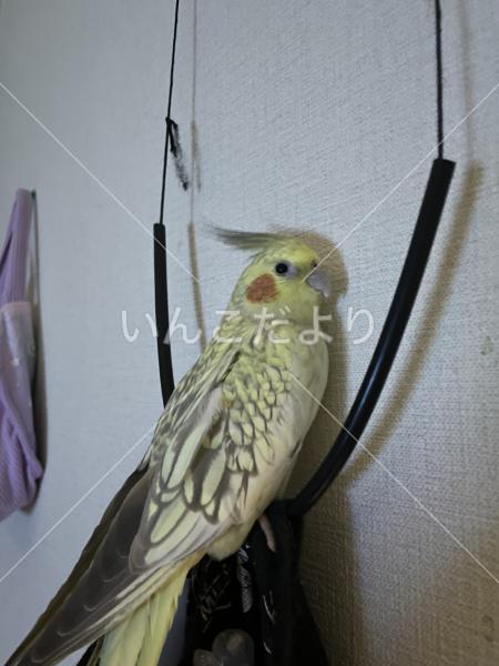 迷い鳥の写真