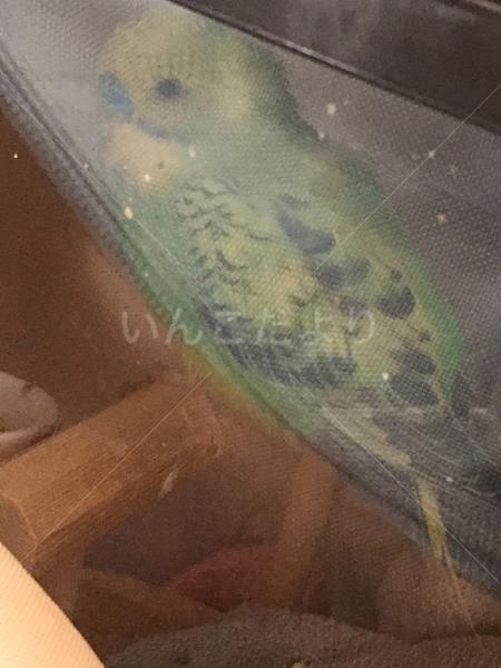 保護鳥の写真