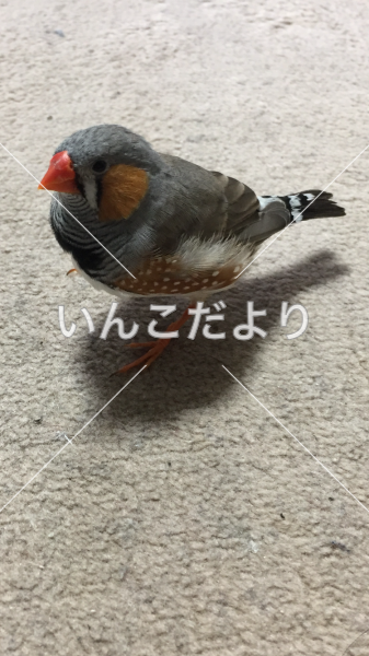 迷い鳥の写真