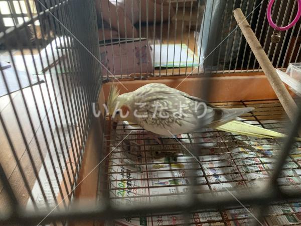 保護鳥の写真