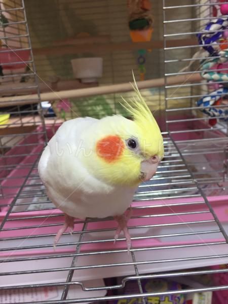 迷い鳥の写真