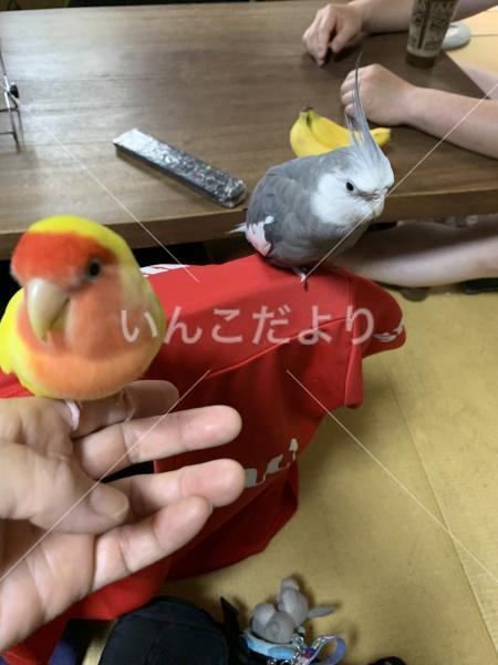 迷い鳥の写真