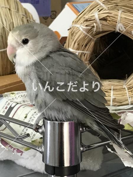 迷い鳥の写真