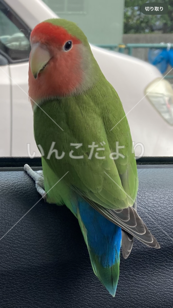 迷い鳥の写真