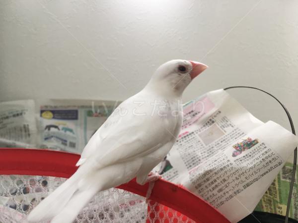 迷い鳥の写真
