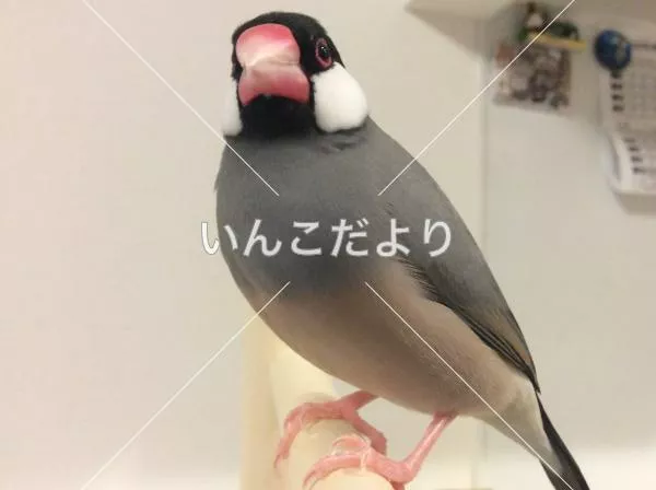 迷い鳥の写真