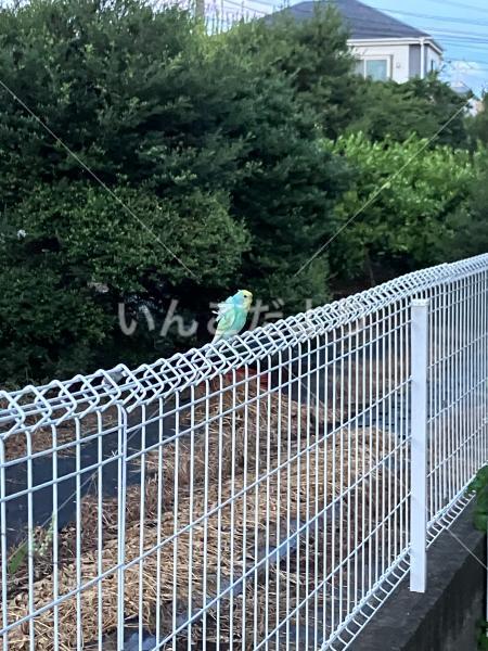 保護鳥の写真