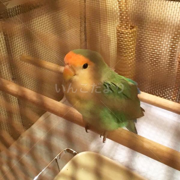 保護鳥の写真