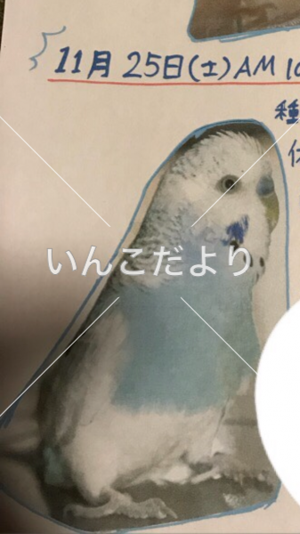 迷い鳥の写真