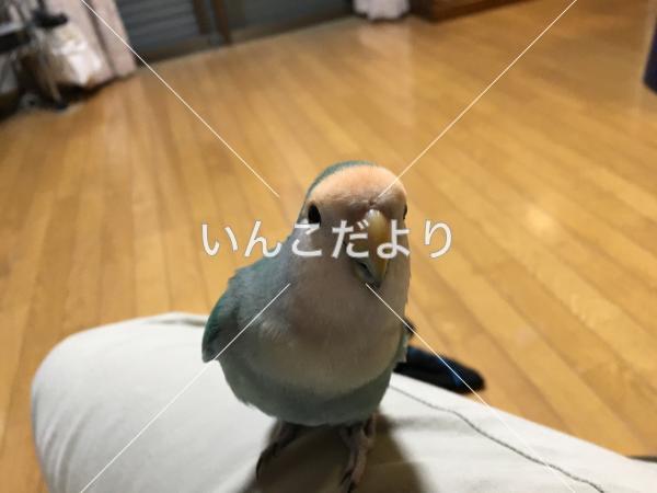 迷い鳥の写真