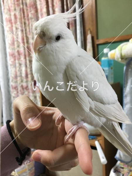 迷い鳥の写真