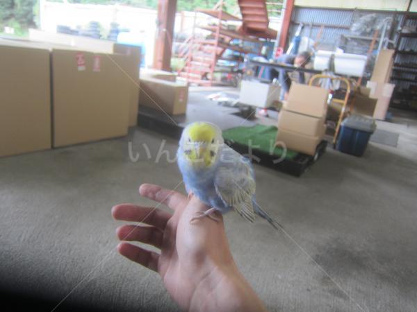 保護鳥の写真