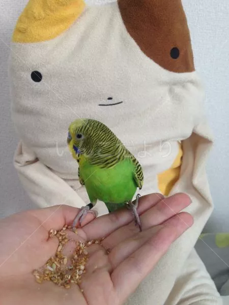 保護鳥の写真