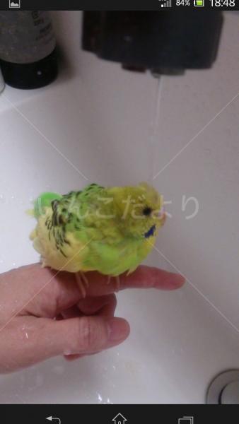 迷い鳥の写真