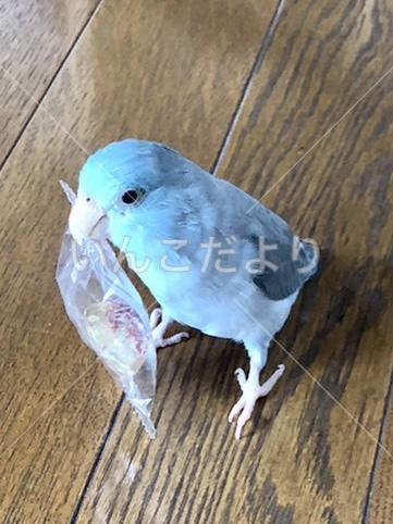 迷い鳥の写真