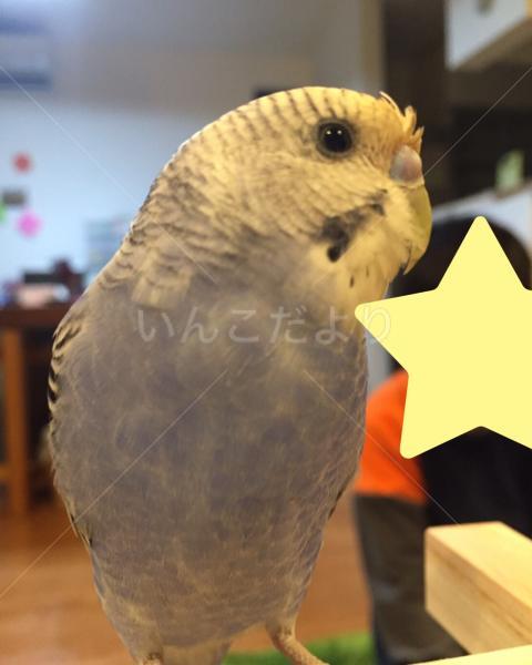 迷い鳥の写真