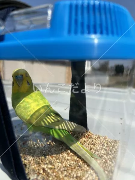 保護鳥の写真