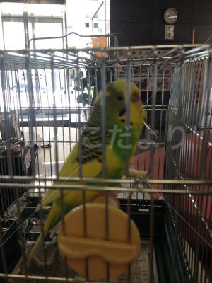 保護鳥の写真