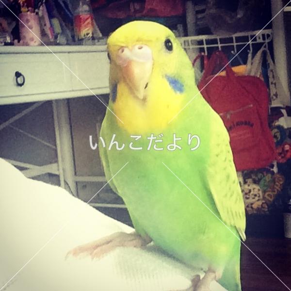 迷い鳥の写真