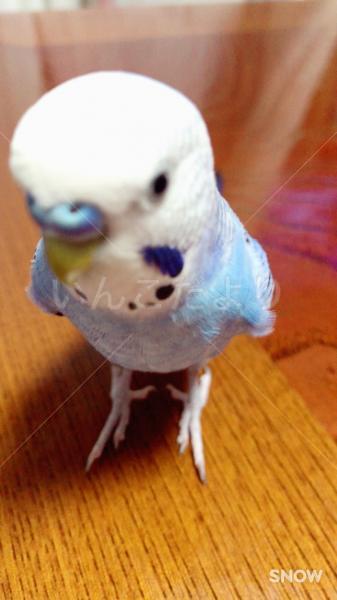 迷い鳥の写真