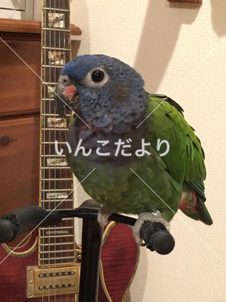 迷い鳥の写真