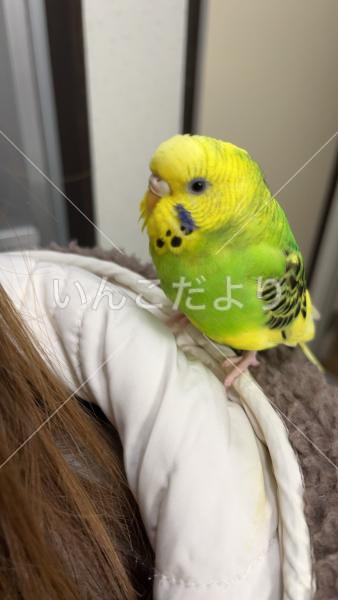迷い鳥の写真