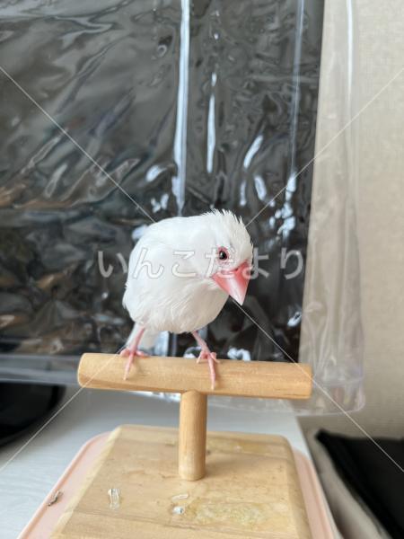 迷い鳥の写真