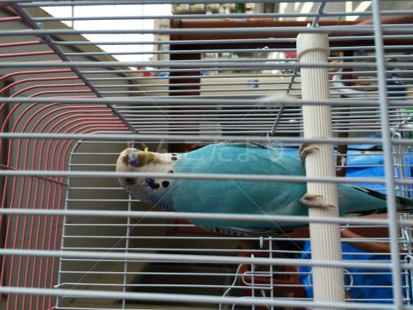 保護鳥の写真
