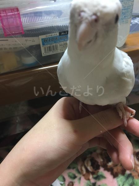 迷い鳥の写真