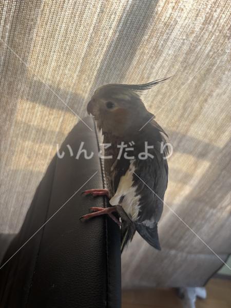 迷い鳥の写真