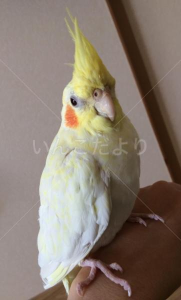 迷い鳥の写真