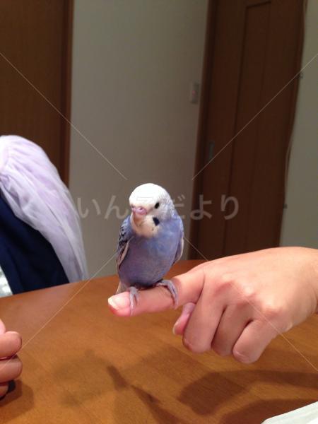迷い鳥の写真